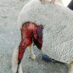 Aunque el ataque no conlleve la muerte del animal, los daños también provocan traumas en el ganado, de forma que le resulta imposible seguir con su actividad