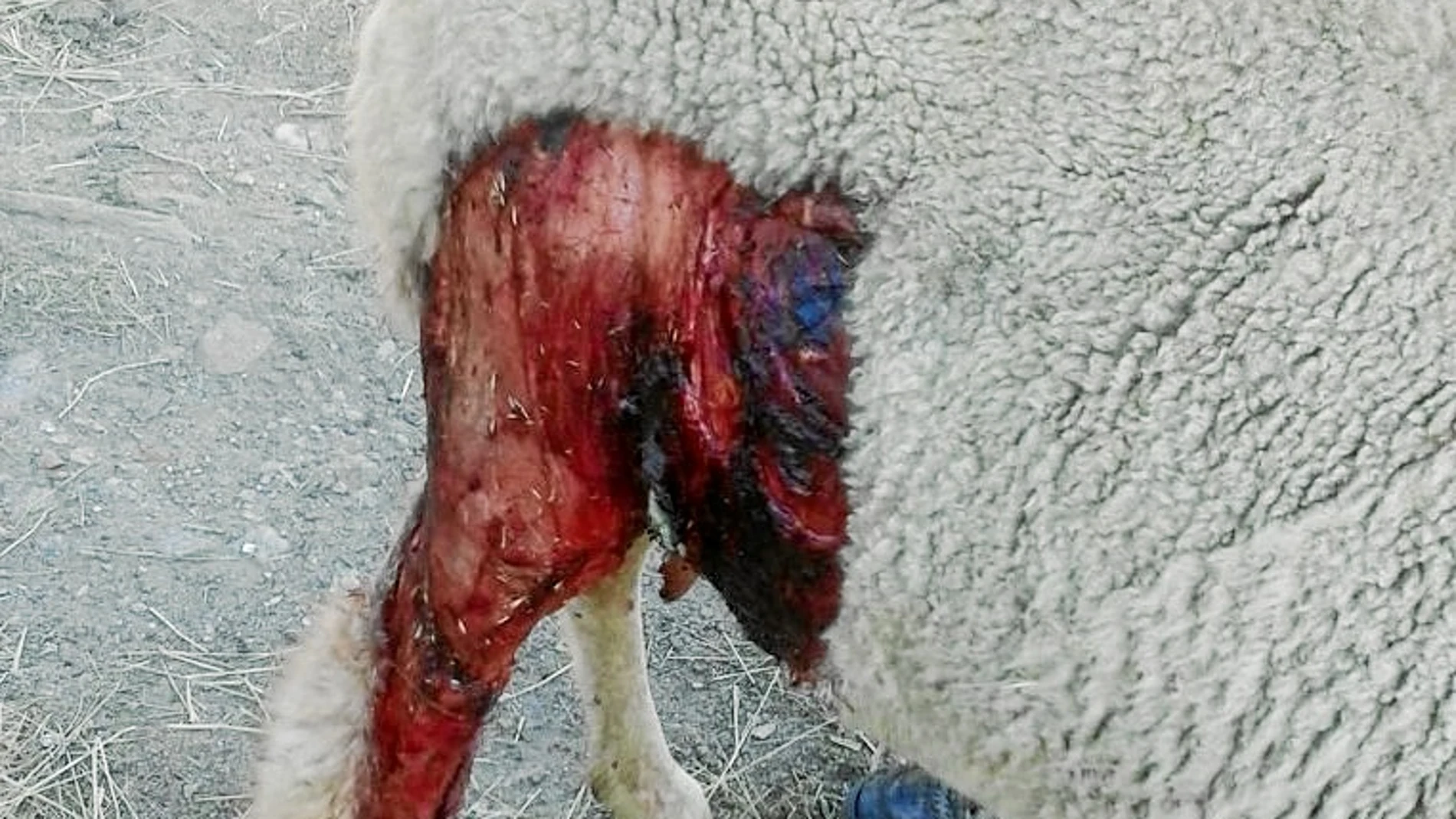 Aunque el ataque no conlleve la muerte del animal, los daños también provocan traumas en el ganado, de forma que le resulta imposible seguir con su actividad