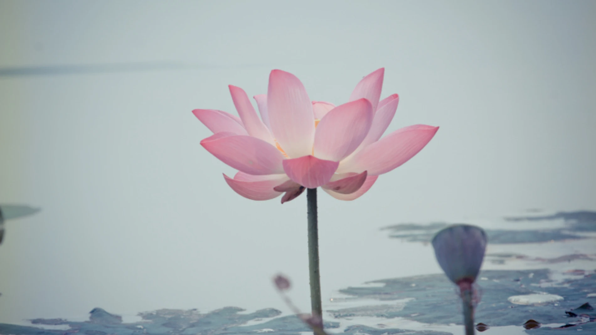 5 cosas que no sabías sobre la meditación