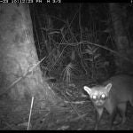 Consiguen imágenes inéditas de especies del Amazonas peruano