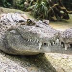 Un cocodrilo se come al perro que lo atormentó durante años
