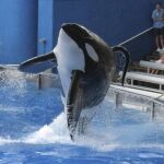 La orca Tilikum en 2011