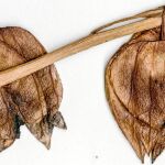 Ejemplares secos de la especie original del tomatillo moderno