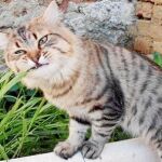 Un gato.