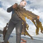 «Si sube más la temperatura del agua, algunas algas desaparecerán de la costa gallega»