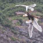 Épica batalla entre un águila y dos gaviotas