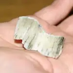 Un pedazo de cuerno de rinoceronte, muy cotizado en el mercado negro