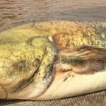 El siluro gigante capturado en el Ebro