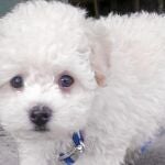 Buscan una solución para el perro «Buddy», retenido en el aeropuerto
