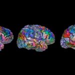Asi responde a las palabras el atlas del cerebro