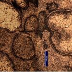 Huellas del gran asteroide encontradas en Australia
