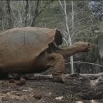 Una especie de tortuga podría recuperarse en las Galápagos después de 150 años extinta