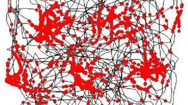 Trayectoria de una rata (en negro) sobre una plataforma cuadrada. En rojo, los puntos en los que las c&eacute;lulas de red se activan para que la rata se oriente