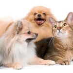 Los perros y los gatos pueden ser amigos