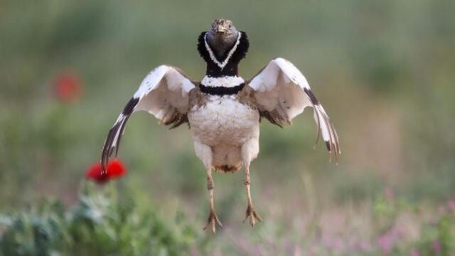 Sisón común en pleno vuelo