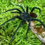 Macho de la nueva especie y género de tarántula, Kankuamo marquezi, en su hábitat natural