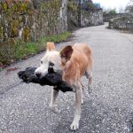 La imagen de esta perrita que lleva el cadáver de su cría calcinada en el incendio forestal en la aldea de Chandebrito en Nigrán (Pontevedra) es una gran muestra del grave daño que el fuego ha ocasionado