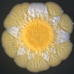 Colonia de S. aureus crecida durante 5 días diversificando subpoblaciones (con pigmentación diferente)