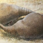 Recreación de dos armadillos de la Edad de Hielo