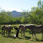 Algunas de las yeguas de Ecolactis