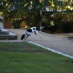 La mascota del presidente del Gobierno, Mariano Rajoy, «Rico», en los jardines de La Moncloa