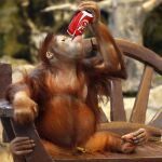 Una cría de tres años de orangután bebe de una lata de refresco en un zoológico privado en Bangkok, Tailandia