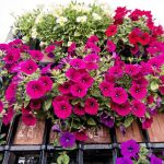 Uno de los balcones del concurso organizado por el Ayuntamiento