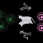 Los investigadores han presentado un método para medir el grado de coherencia de un estado cuántico de superposición, como el del famoso gato de Schrödinger, que se encuentra a la vez vivo y muerto