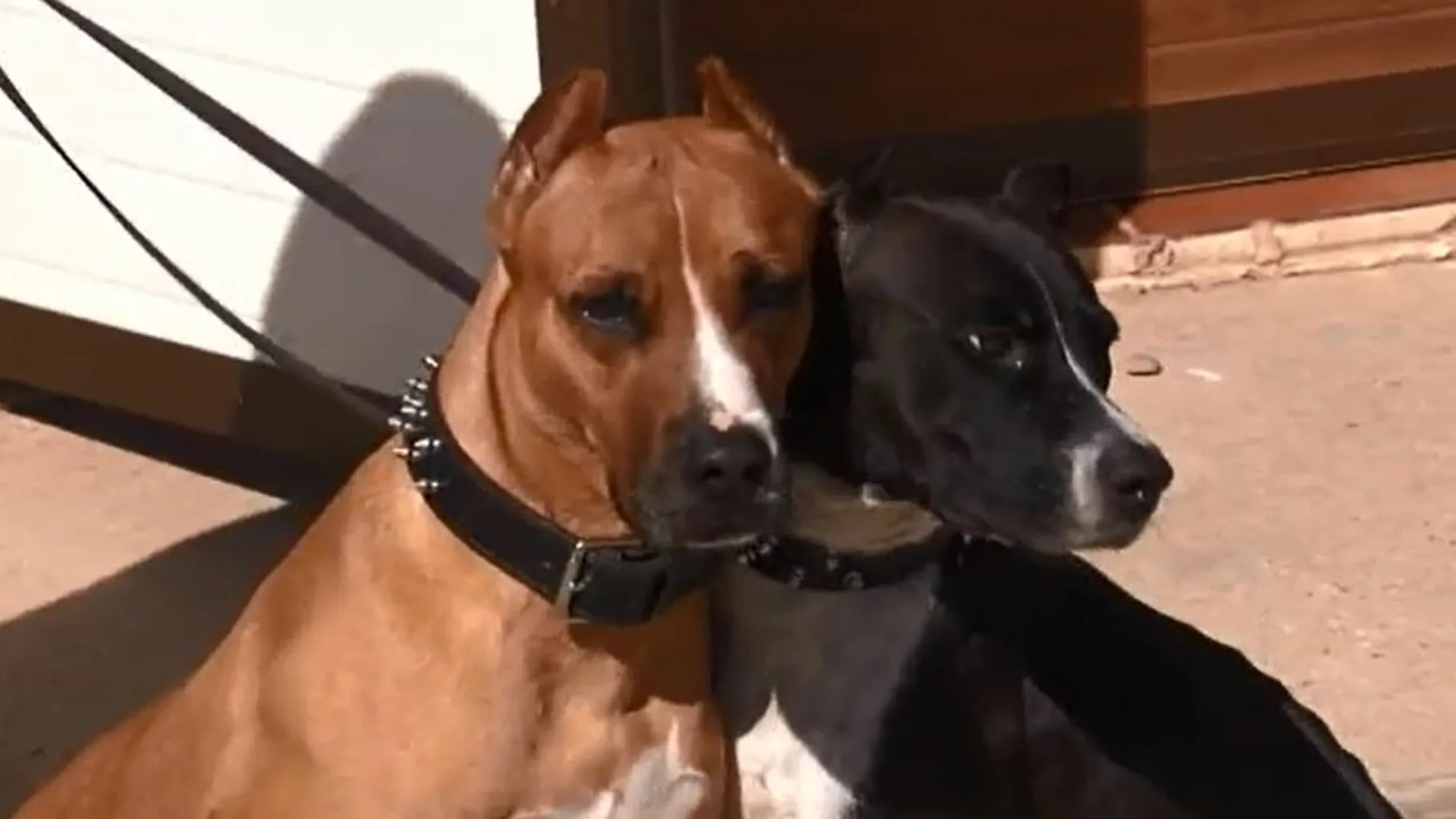 Dos personas heridas por el ataque de dos pitbulls