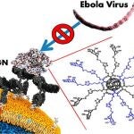En el gráfico se explica cómo se produce el bloqueo en el acceso del VIH y el Ébola