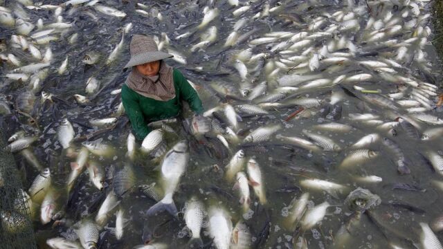 Una piscifactoría con ejemplares de tilapia, en una imagen de archivo
