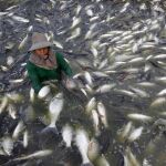 Una piscifactoría con ejemplares de tilapia, en una imagen de archivo