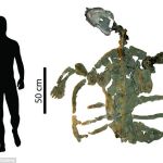 La tortuga más antigua de la Tierra medía más de dos metros
