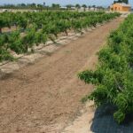 Imagen de una de las parcelas de la finca con frutales plantados en los que se experimenta diferentes formas de poda