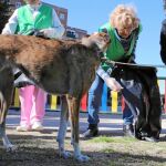 El domingo Carmena colaboró en una batida de limpieza vecinal en San Blas