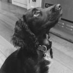 Olive, el nuevo «bebé» de la familia Beckham