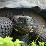 Esta especie de tortuga, bautizada como Helonoidis donfaustoi, fue encontrada en Ecuador