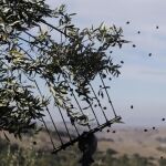 Un total de 23 detenidos por el hurto de más de 300 toneladas de aceitunas
