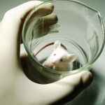 La terapia ha sido testada en ratones