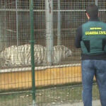 Desarticulada una red que exportaba cebras enfermas a Dubai