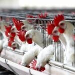 Gallinas en una granja