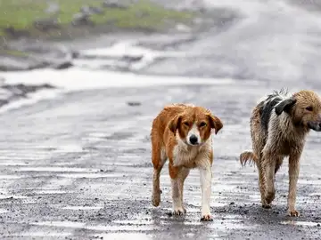 Perros abandonados Perros abandonados
