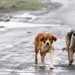 Perros abandonados