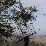 Recolección de aceituna negra de mesa
