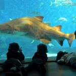 Imagen de archivo del Acuario de Sevilla