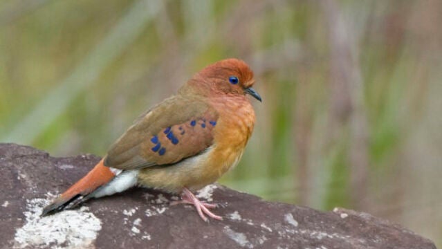 Uno de los ejemplares de la columbina ojiazul (Columbina cyanopis) hallados en Brasil