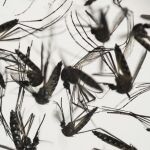 El objetivo del nuevo paso de la OMS es ayudar a los países a mejorar la vigilancia del virus Zika y trastornos que podrían estar vinculados con este virus
