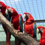 Tras los análisis y el estudio de sus hábitos, los guacamayos serán liberados en el Iberá