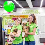 Las asociaciones protectoras de animales se enfrentan a grandes problemas, como el gran volumen de acogida