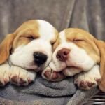 Una pareja de cachorros durmiendo